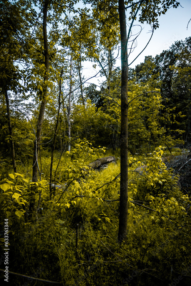 autumn forest in the morning autumn forest in the morning