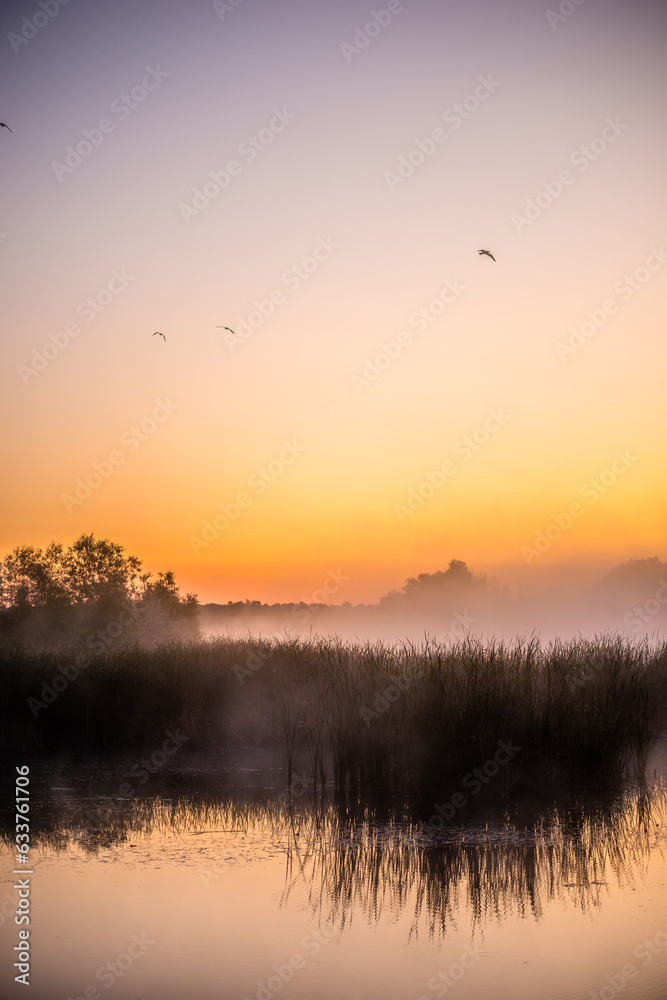 golden sunrise over the river with tree and reeds in mist at summer morning