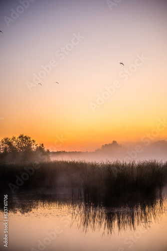golden sunrise over the river with tree and reeds in mist at summer morning © Александр Рябинин