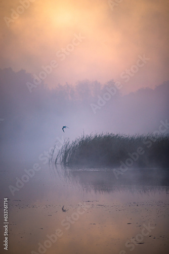 Fototapeta Naklejka Na Ścianę i Meble -  blue sunrise over the river . Birds flying under river. With tree and reeds in mist at summer morning.