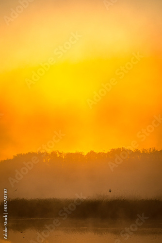 golden sunrise over the river with tree and reeds in mist at summer morning