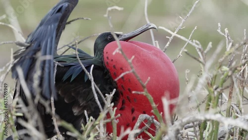 slow motion of a Magnificent frigatebird, Fregata magnificens, is a big black seabird with a characteristic red gular sac. Male frigate bird nesting with inflated sack, galapagos islands, Ecuador, Sou photo