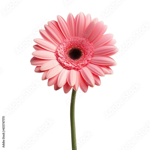 Gerbera flower pink color isolated on transparent background with clipping path