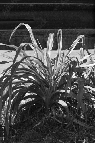 plant growing in the garden in a black and white