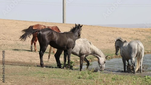 beautiful horses bathe and drink from the river