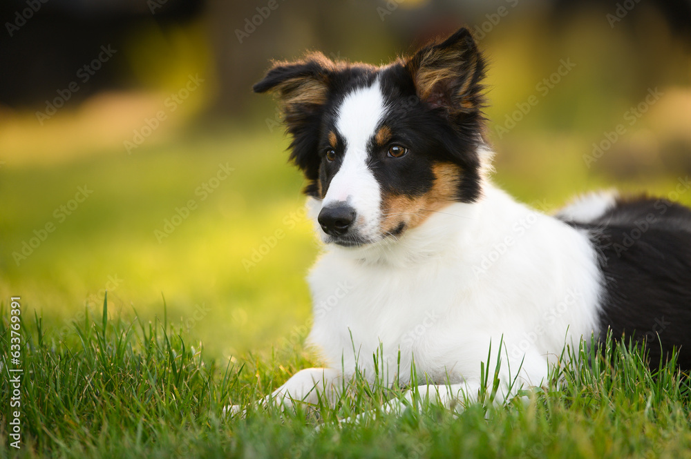 border collie puppy lying down on grass