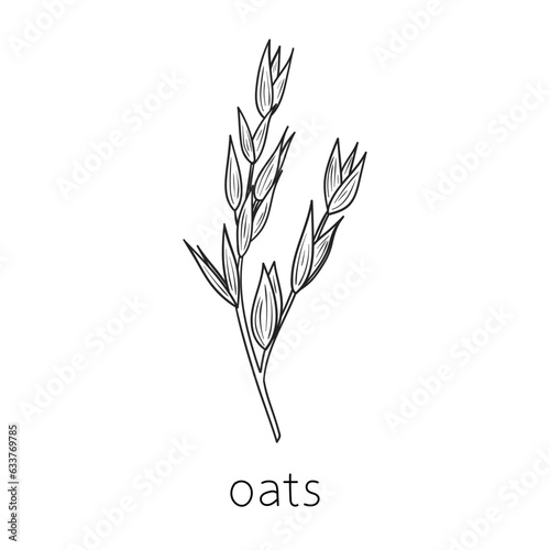 Cereal doodle, sketch oats, agriculture, Thin line art about cereal plants.