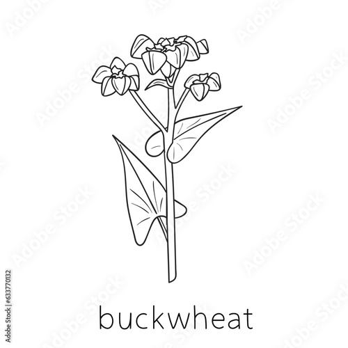 Cereal doodles, sketch buckwheat, agriculture, Thin line art about cereal plants.