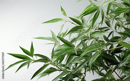 bamboo in white background