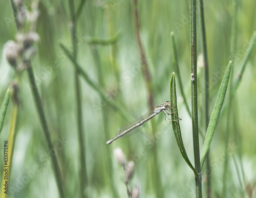 Female damselfly perched on a lavender stem in a garden. photo