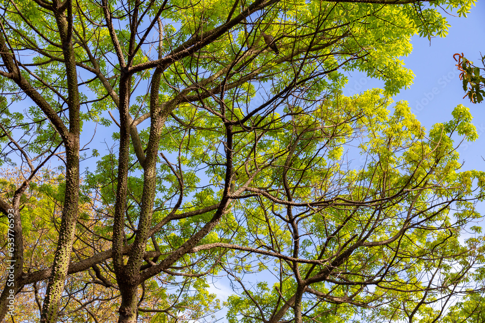 Tropical tree with green leaves sprouting on blue sky background; Tropical tree with green leaves sprouting on blue sky background;