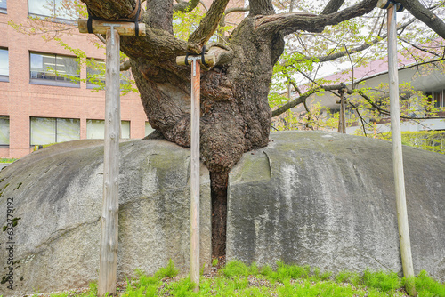 石割桜
