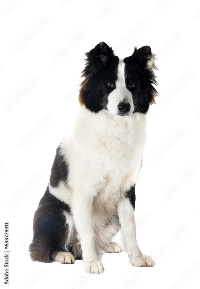 Finnish Lapphund in studio