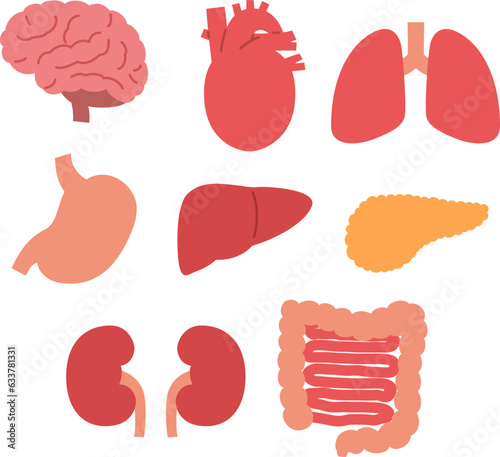 シンプルな臓器のイラストのセット（Set of human internal organ）