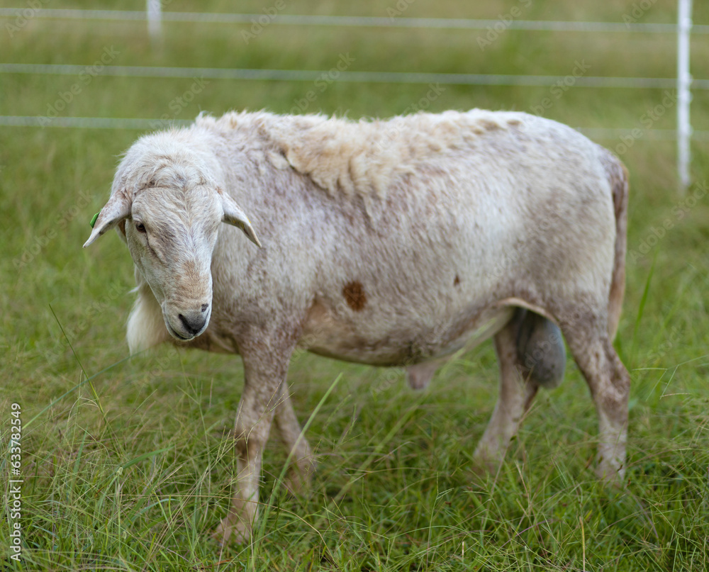 Rotationally grazed Katahdin sheep ram Rotationally grazed Katahdin sheep ram