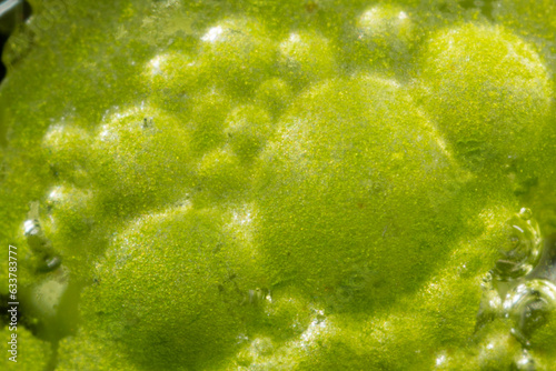 Cyanobacteria, Cyanobacteriota or Cyanophyta a layer on the water surface, water pollution,  micro photography under microscope - magnified 5x photo