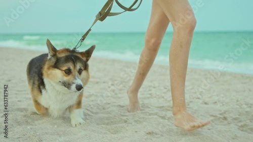 funny dog welsh corgi running with master on sandy beach along sea shore
