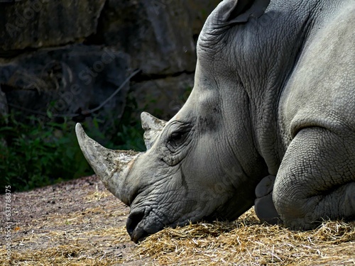 Pairi Daiza Zoo, Belgium - July 2023 - Magnificent various animals (elk, bear, wolf, monkey, etc.).