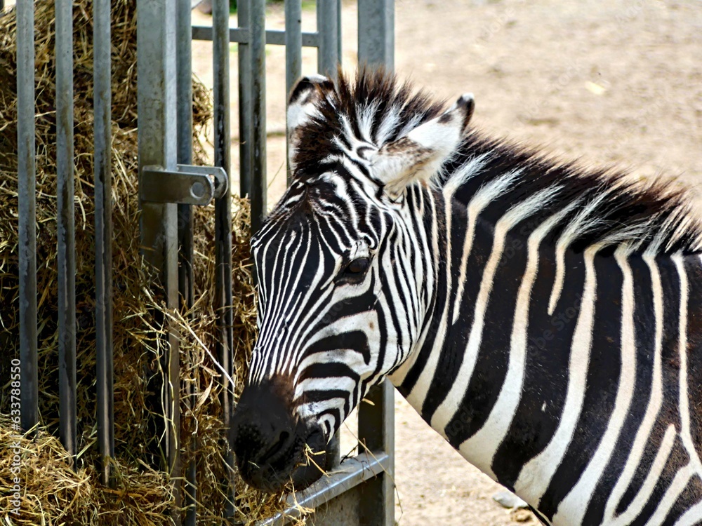 Naklejka premium Pairi Daiza Zoo, Belgium - July 2023 - Magnificent various animals (elk, bear, wolf, monkey, etc.).