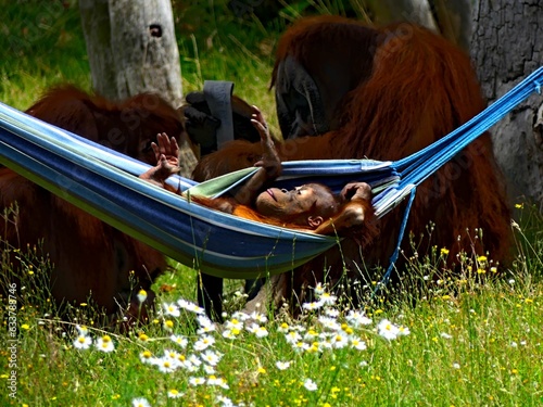 Pairi Daiza Zoo, Belgium - July 2023 - Magnificent orang outan photo