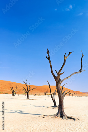 Namibia. Deadvlei clay pan. Namib Naukluft National Park. A dried out dead camel thorn (Vachellia erioloba)