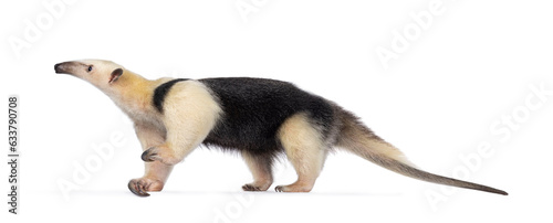 Southern anteather aka Tamandua tetradactyla walking side ways. Looking to the side showing profile with head up. Isolated on a white background. photo