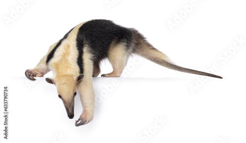 Southern anteather aka Tamandua tetradactyla walking side ways. Looking and reaching down from edge. Isolated on a white background.