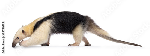 Southern anteather aka Tamandua tetradactyla walking side ways. Looking to the side showing profile. Isolated on a white background. photo