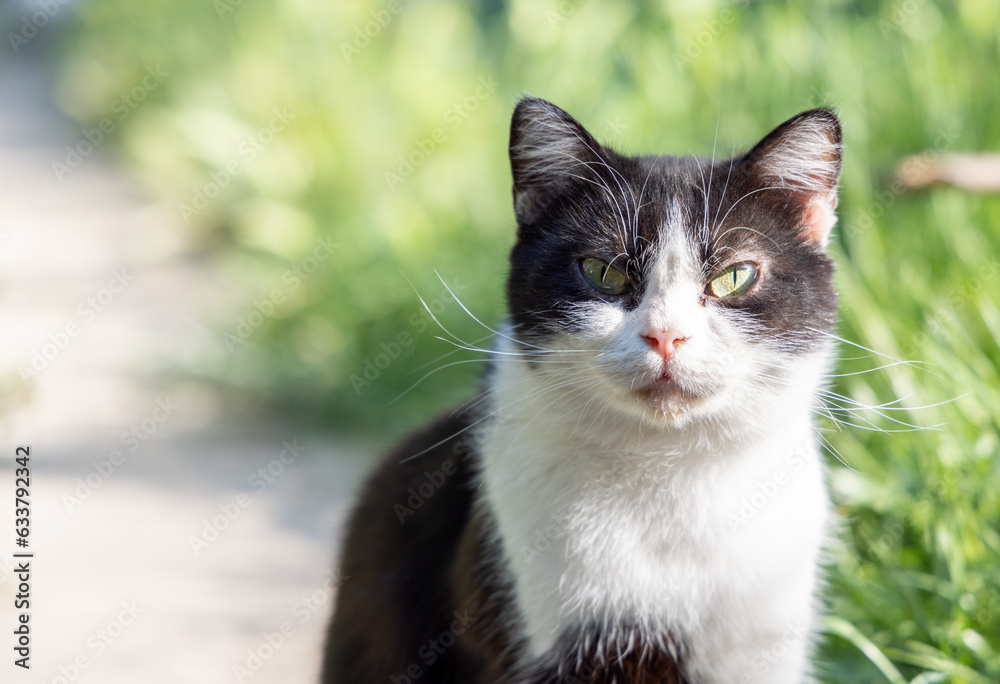 portrait of cute cat outside green grass in background portrait of cute cat outside green grass in background
