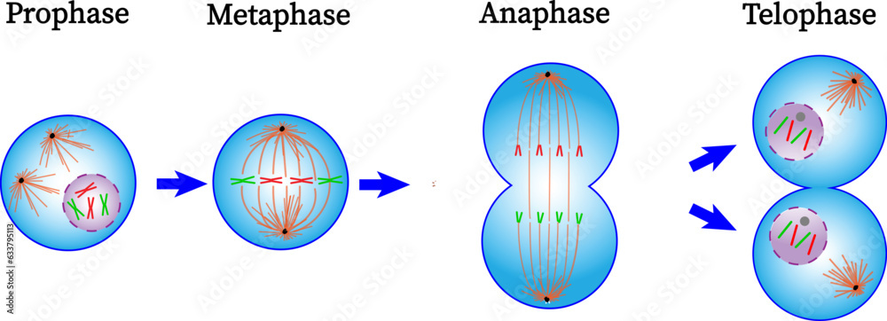 Mitosis phase diagram Prophase Metaphase Anaphase and Telophase Biology Diagrams
