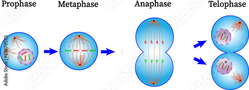  Mitosis phase diagram . Prophase, Metaphase, Anaphase and Telophase.Cell division.Vector illustration photo