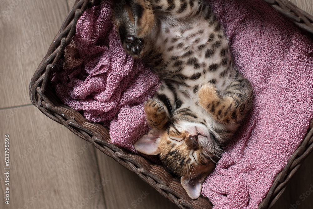 Cute Bengal kitten sleeps in a wicker basket on its back with its paws up Cute Bengal kitten sleeps in a wicker basket on its back with its paws up