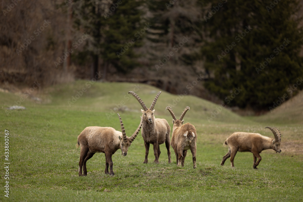 Steinbock in Graubünden Schweiz Steinbock in Graubünden Schweiz