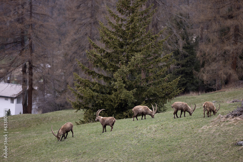 Steinbock in Graub  nden Schweiz