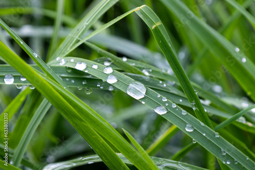 Raindrops on grass in morning