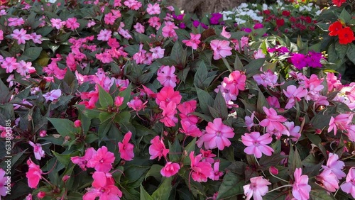 Impatiens flowers ornamental plant pink red blossom, Busy Lizzies, Garden Imps and Wild Pinks. photo