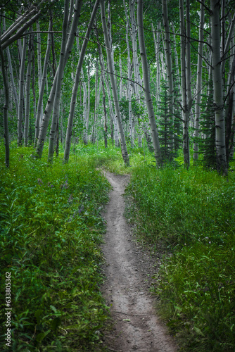 Fototapeta Naklejka Na Ścianę i Meble -  Bike trail through forest of aspen trees in Crested Butte Colorado in summer