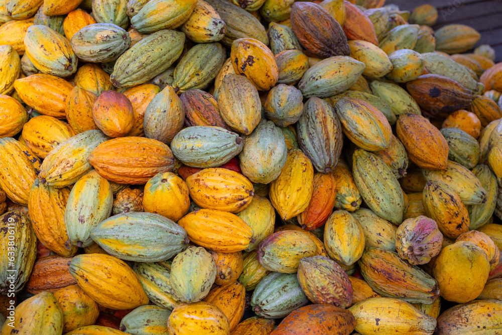 Fresh cocoa pod harvest in farm Fresh cocoa pod harvest in farm