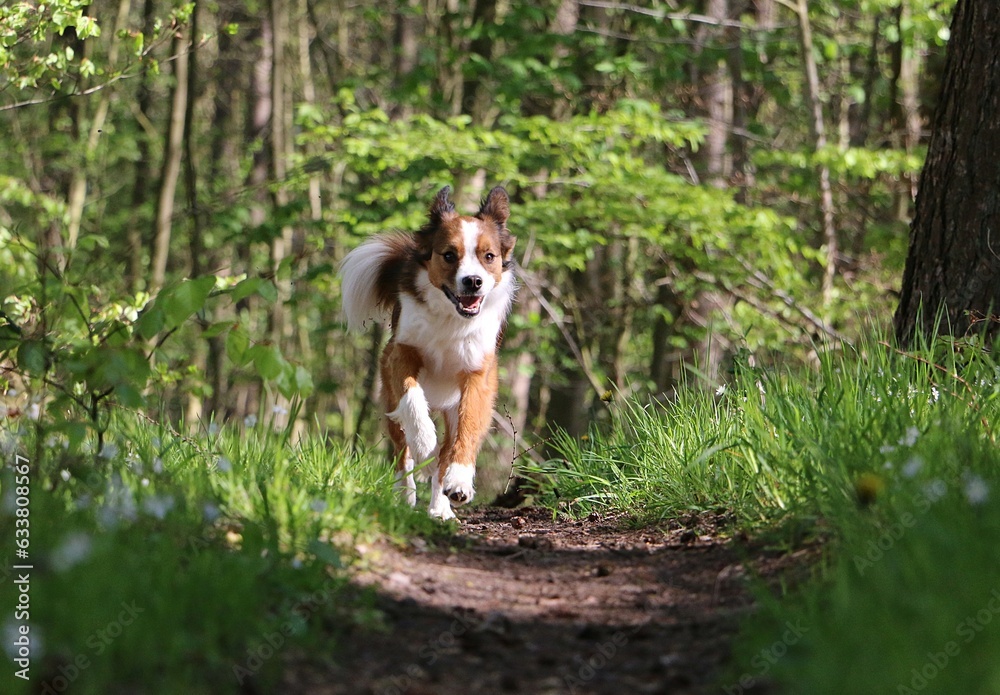 handsome brown white mixed breed dog runs in the forest on a narrow sandy footpath