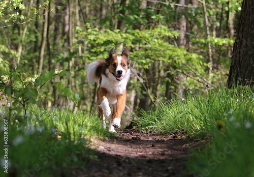 handsome brown white mixed breed dog runs in the forest on a narrow sandy footpath
