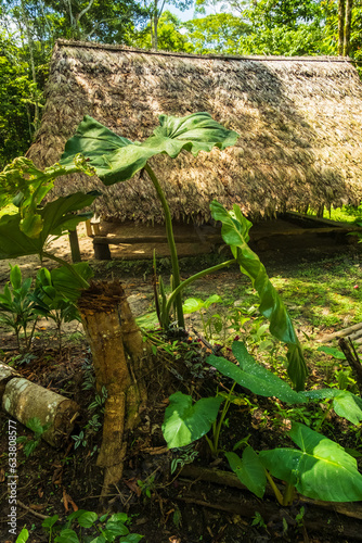 Maloca traditional Indios amazon rainforest house hut panoramic view in the forest under sunshine photo