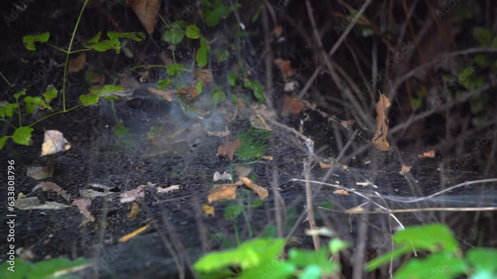 A large spider web in the forest at night. A spider web construction made to catch insects A large spider web in the forest at night. A spider web construction made to catch insects