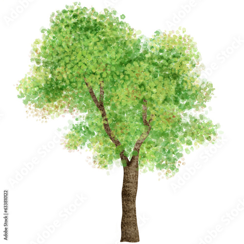 big tree with beautiful green leaves.