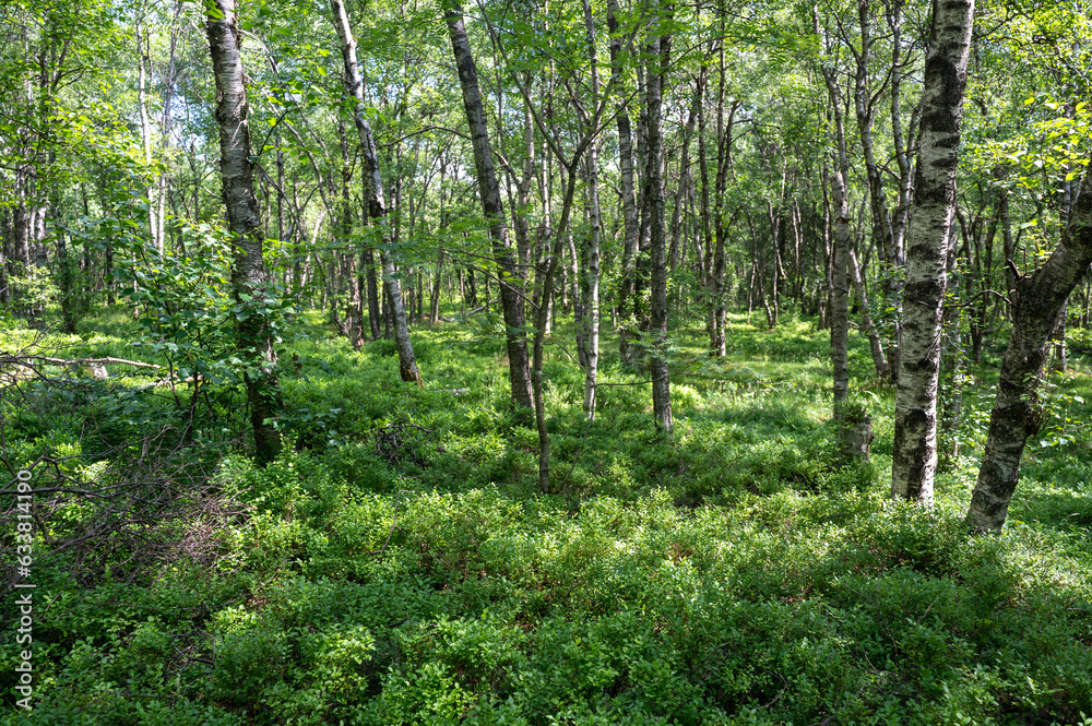 A Birch forest in the sun light A Birch forest in the sun light
