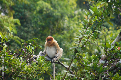 Proboscis Monkey, Tanjung Puting National Park, Borneo Island, Indonesia photo