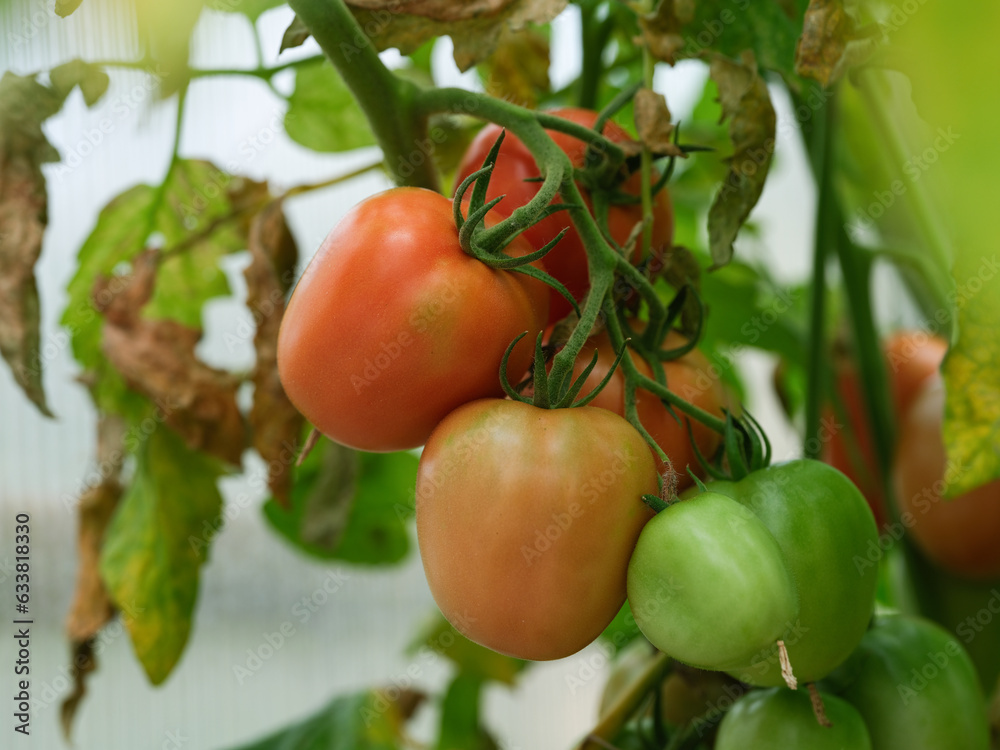 Organic tomatoes growing in a greenhouse