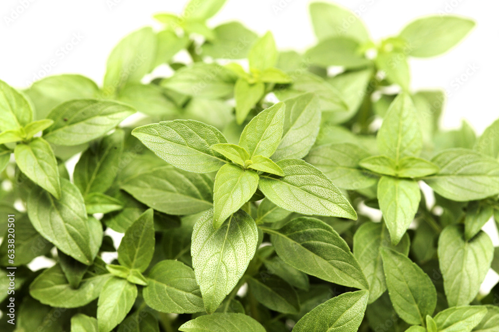 Greek basil, Ocimum basilicum var. minimum, isolated on white background Greek basil, Ocimum basilicum var. minimum, isolated on white background
