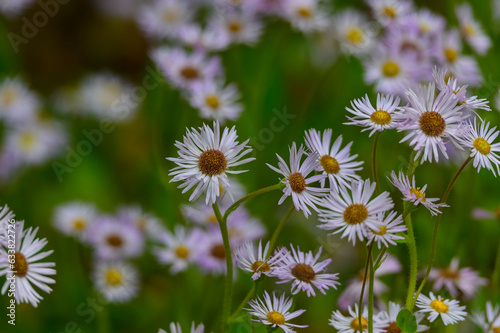 Robin s Plaintain bloom by the road in the Smoky Mountains National Park  in North Carolina.