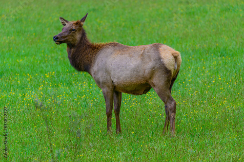 A female elk stands in a meadow by the Oconaluftee Visitor Center  near Cherokee  North Carolina.