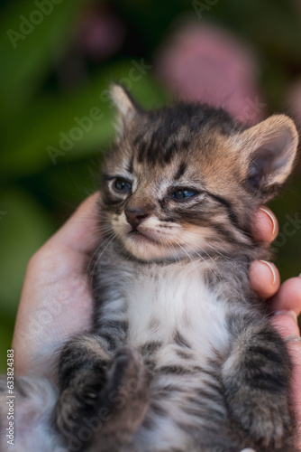 Portrait of a Black Tabby kitten in an adult hand